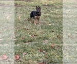 Small Photo #2 German Shepherd Dog Puppy For Sale in PITTSBURGH, PA, USA