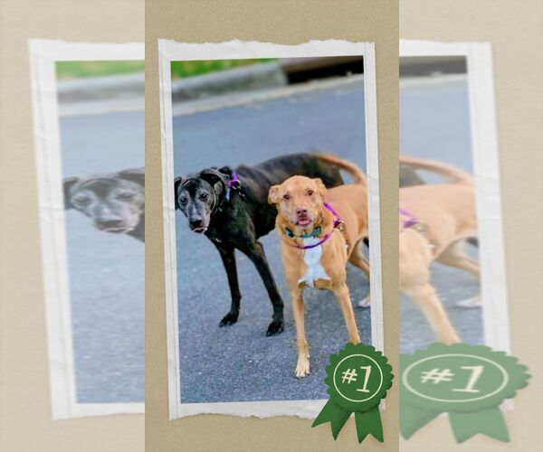 Medium Photo #6 Mutt Puppy For Sale in columbia, SC, USA