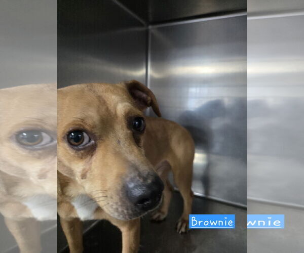 Medium Photo #1 Feist Terrier-Rat Terrier Mix Puppy For Sale in Albemarle, NC, USA