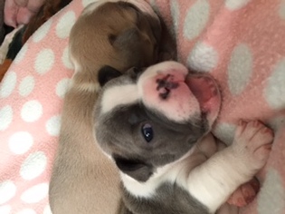 French Bulldog Puppy for sale in JANESVILLE, WI, USA