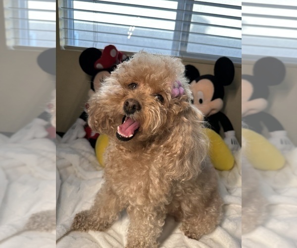 Medium Photo #1 Poodle (Toy) Puppy For Sale in NORTH HILLS, CA, USA