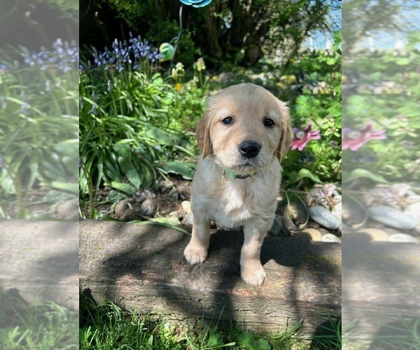 Medium Photo #1 Golden Retriever Puppy For Sale in CHIMACUM, WA, USA