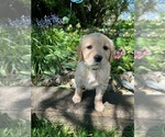 Small Photo #2 Golden Retriever Puppy For Sale in CHIMACUM, WA, USA