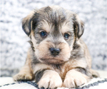 Small Photo #41 Schnauzer (Miniature) Puppy For Sale in SYRACUSE, IN, USA