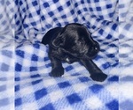 Puppy Puppy 5 Schnauzer (Miniature)