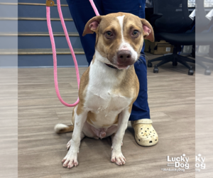 Medium Boxer Mix