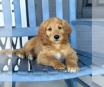 Small #4 Goldendoodle