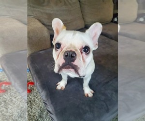 French Bulldog Puppy for sale in CLIMAX, MN, USA