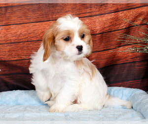 Cava-Tzu Puppy for sale in PENNS CREEK, PA, USA