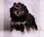 Small Photo #93 Goldendoodle (Miniature) Puppy For Sale in WARSAW, IN, USA