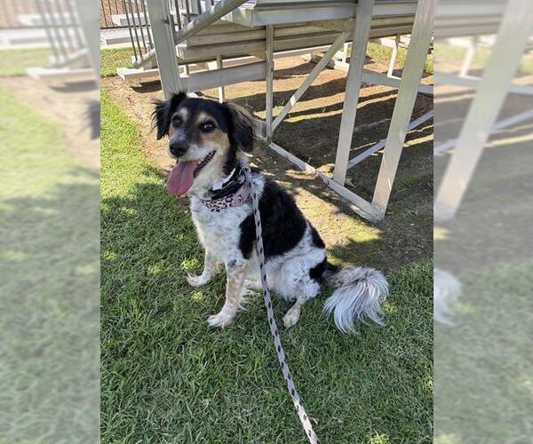 Medium Photo #1 Australian Shepherd-Unknown Mix Puppy For Sale in Riverside, CA, USA