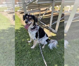 Australian Shepherd-Unknown Mix Dogs for adoption in Riverside, CA, USA