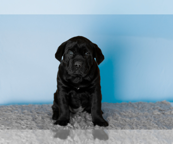 Medium Photo #5 Cane Corso Puppy For Sale in BOURBON, IN, USA