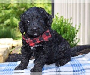 Bernedoodle Puppy for sale in COSHOCTON, OH, USA