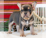 Small Photo #1 French Bulldog Puppy For Sale in LITITZ, PA, USA