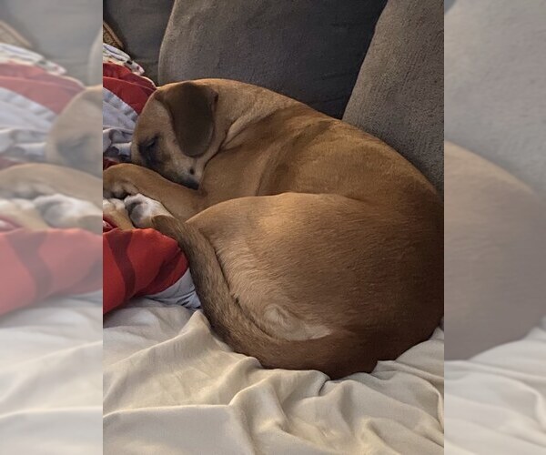 Medium Photo #6 Boxer-Unknown Mix Puppy For Sale in Burnsville, MN, USA