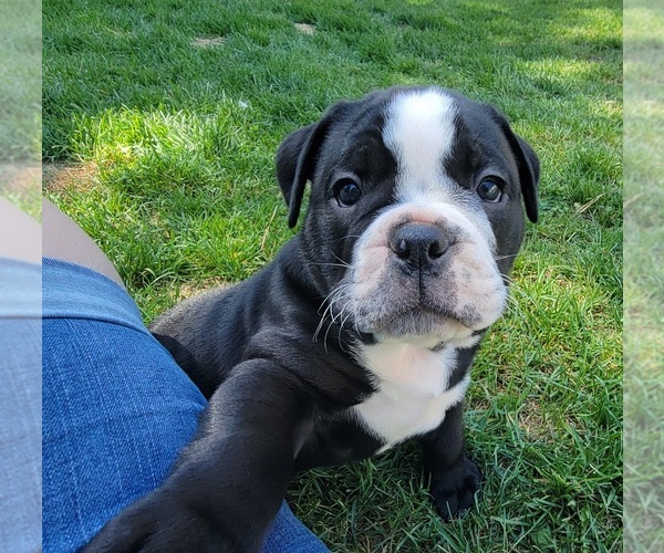 Medium Photo #7 Olde English Bulldogge Puppy For Sale in ATHOL, ID, USA