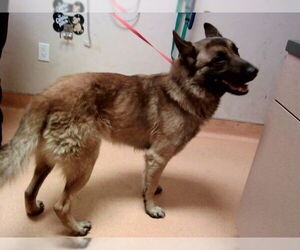 German Shepherd Dog-Unknown Mix Dogs for adoption in Martinez, CA, USA