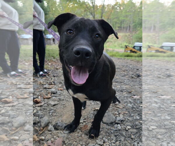 Medium Photo #1 Labrador Retriever-Unknown Mix Puppy For Sale in Ball Ground, GA, USA