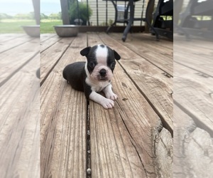 Boston Terrier Puppy for sale in FREDONIA, KS, USA