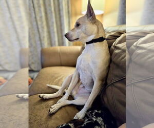 Gunnar - Male Mutt Dog for Adoption - Photo #2