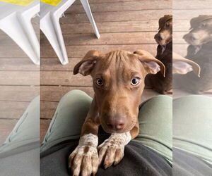 Labrador Retriever-Unknown Mix Dogs for adoption in Holly Springs, NC, USA