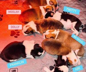 American Corgi Litter for sale in RACINE, MN, USA