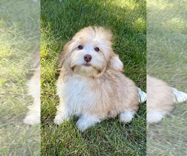 Medium Photo #7 Poovanese Puppy For Sale in FAIR HAVEN, MI, USA