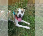 Small American Pit Bull Terrier Mix