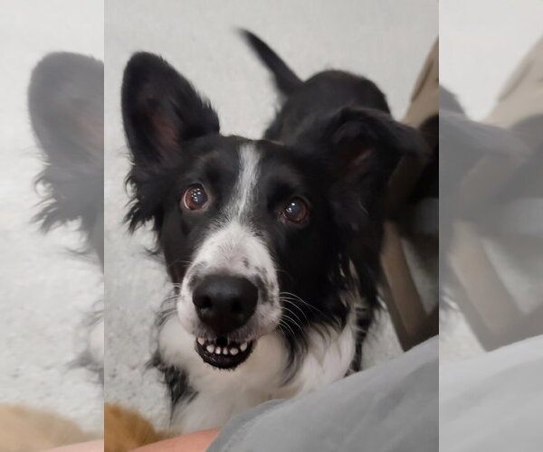 Medium Photo #2 Border Collie Puppy For Sale in Highland, IL, USA