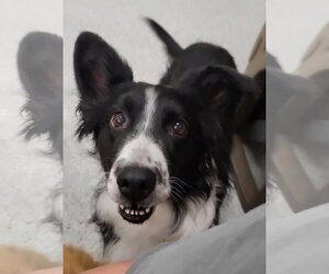 Hilda (Hildie) - Female Border Collie Dog for Adoption - Photo #2