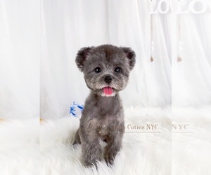 Poodle (Toy) Puppy for sale in ASTORIA, NY, USA