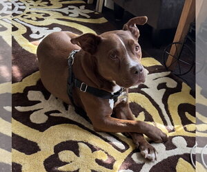 Trey - Male Mutt Dog for Adoption - Photo #8