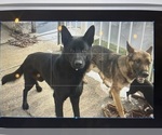 Small #2 German Shepherd Dog