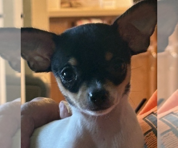 Medium Photo #1 Chihuahua Puppy For Sale in EAU CLAIRE, WI, USA