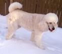 Small Photo #1 Goldendoodle Puppy For Sale in BURTON, OH, USA