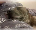 Small #4 American Pit Bull Terrier Mix