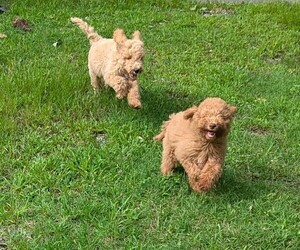 Goldendoodle-Poodle (Standard) Mix Litter for sale in MORGANTON, NC, USA