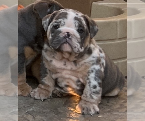 Medium Photo #1 Bulldog Puppy For Sale in ELK GROVE, CA, USA