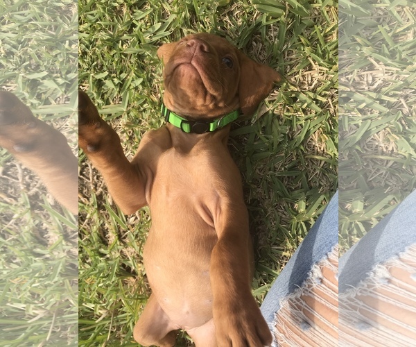 Medium Photo #10 Vizsla Puppy For Sale in SANDIA, TX, USA