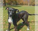 Small Photo #4 Labrador Retriever-Unknown Mix Puppy For Sale in Talladega, AL, USA