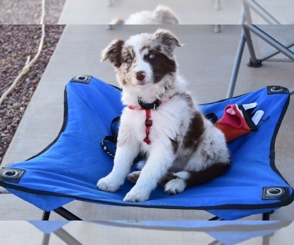 Medium Photo #47 Border Collie Puppy For Sale in STRAFFORD, MO, USA