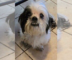 Snow - Female Shih Tzu Dog for Adoption - Photo #4