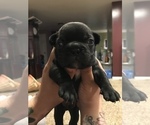 Small Photo #4 French Bulldog Puppy For Sale in NEW CASTLE, PA, USA