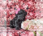 Small Photo #5 Sheepadoodle Puppy For Sale in GLEN ROCK, PA, USA