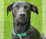 Small Labrador Retriever Mix