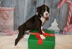 Small Photo #51 Boxer Puppy For Sale in CHILHOWEE, MO, USA