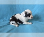 Small #7 Aussiedoodle