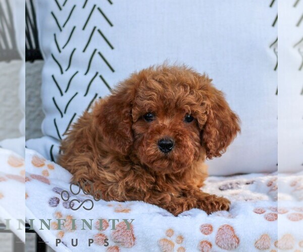 Medium Photo #3 Cavapoo (Miniature) Puppy For Sale in ELIZABETHTOWN, PA, USA