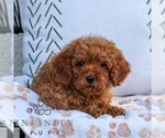 Small #2 Cavapoo (Miniature)